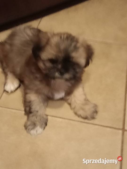 Promocja Piesek szczeniak Shih tzu z rodowodem Skołyszyn sprzedam
