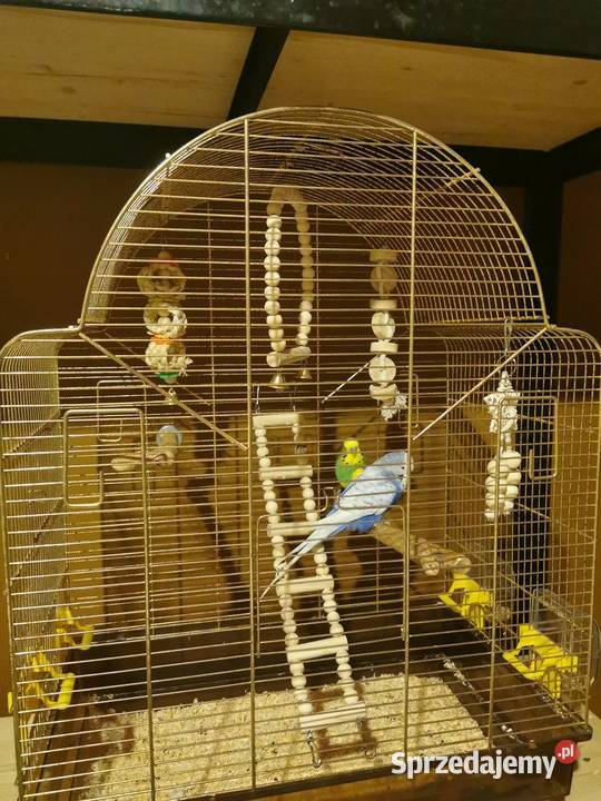 Papuga falista papugi faliste dorosłe samiec Czeladź sprzedam