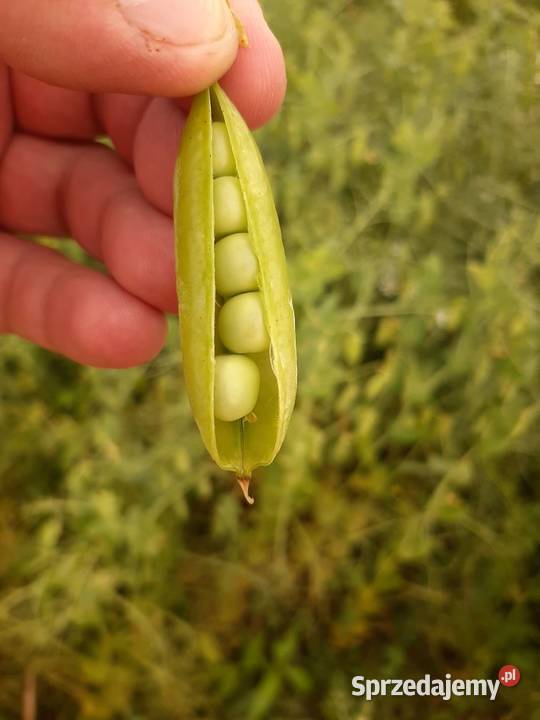 Groch Batuta na siew poplon paszę gołębi Zboża Błędowa Tyczyńska
