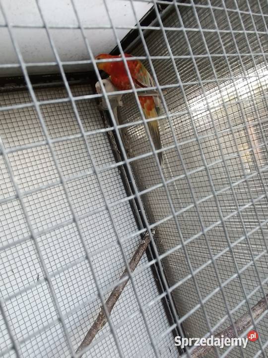 Parę rozelle królewskie szeki para świergotek opolskie Opole