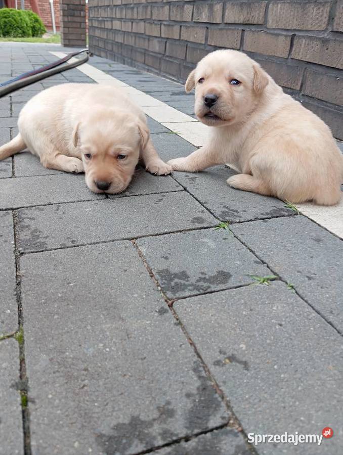 Labrador retriever szczeniak z rodowodem Popowo Stare