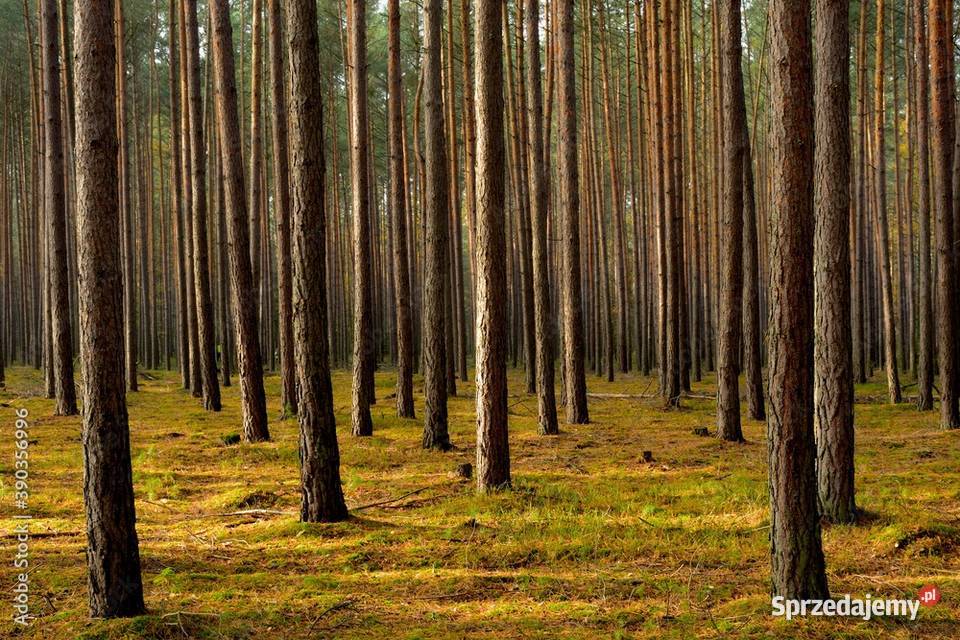 Sosna na pniu Garwolin