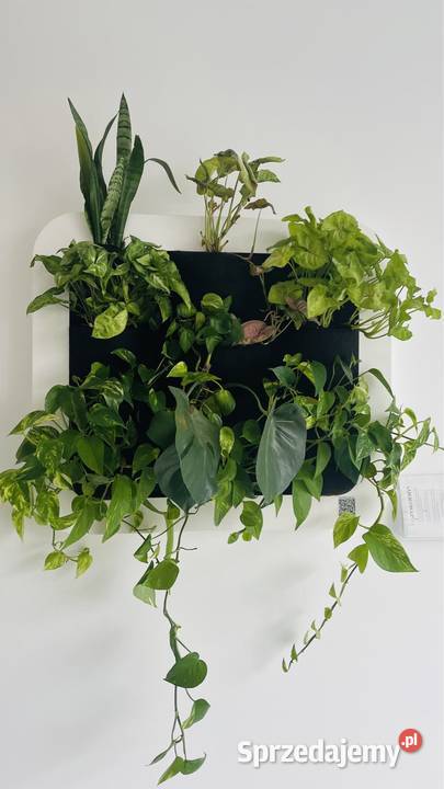 Wertykalny ogród 85x65 na ścianę Warszawa