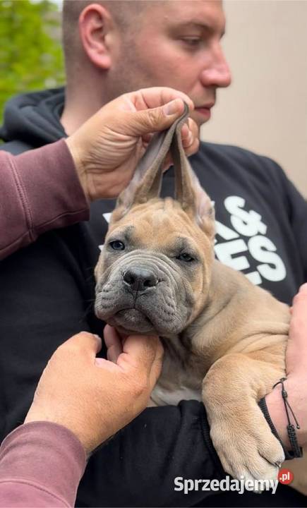 Cane Corso Szczenięta Lamk