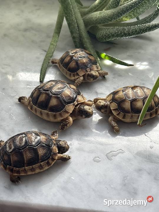 Żółw lądowy żółwie lądowe transport kujawsko-pomorskie Toruń sprzedam