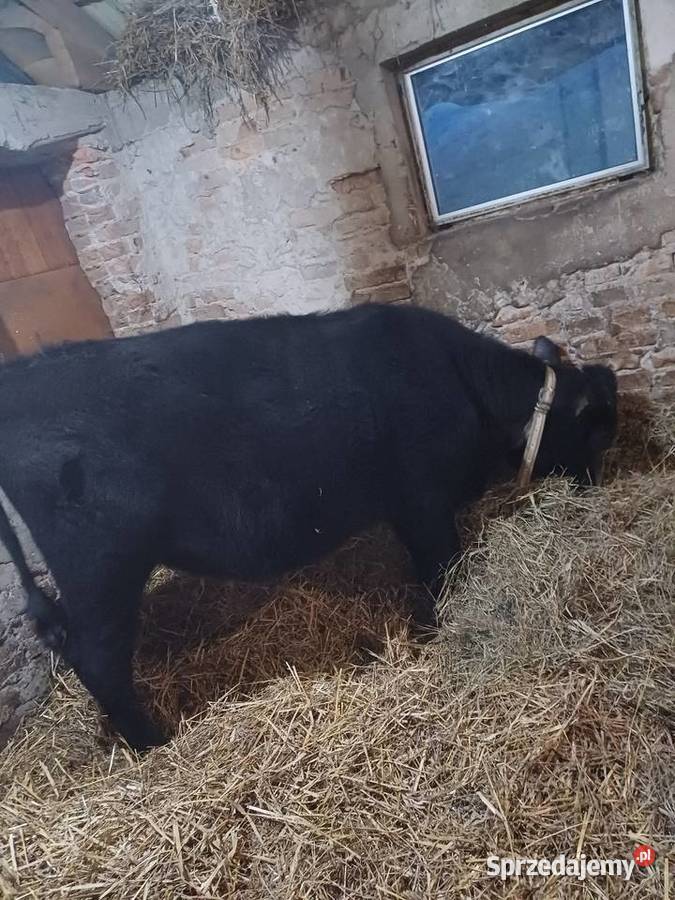 Sprzedam jałówkę Serokomla sprzedam
