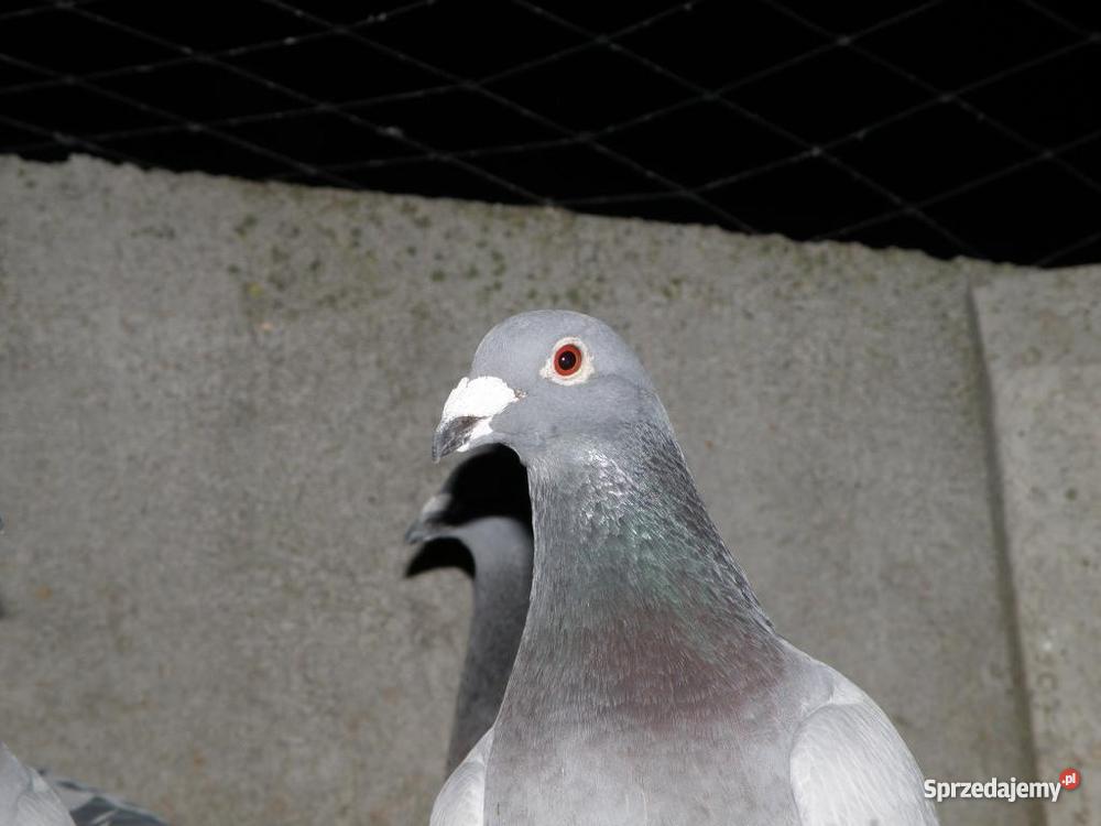 kury ozdobne Łapalice sprzedam