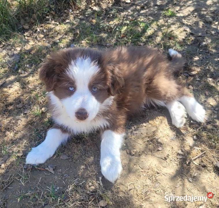Szczeniaki Border Collie pomorskie