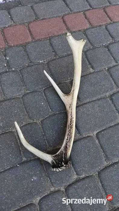 pojedyncze poroże jelenia Markocin