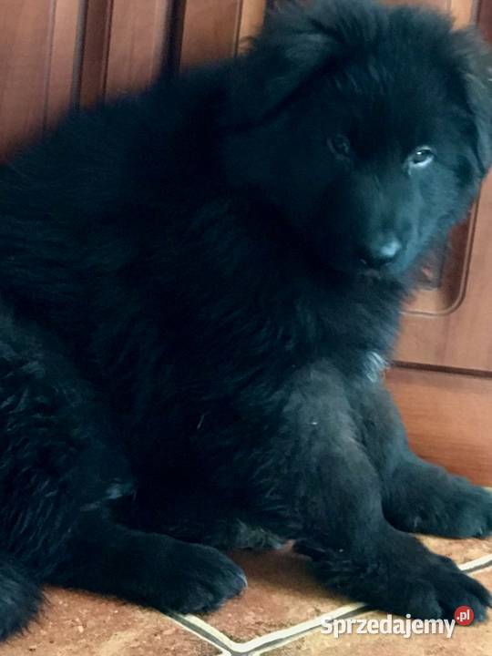 Owczarek niemiecki długowłosy potężne szczeniaki Klimontów