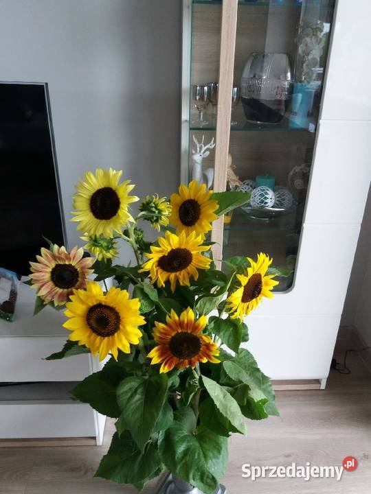 Ziarno słonecznika ozdobnego na kwiat Paradyż