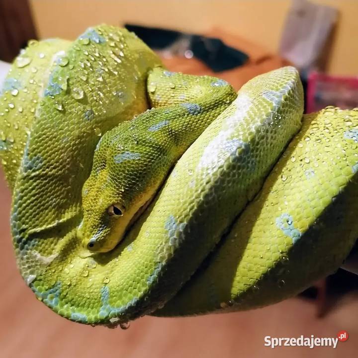 Pyton zielony Morelia viridis Sorong Nieborów