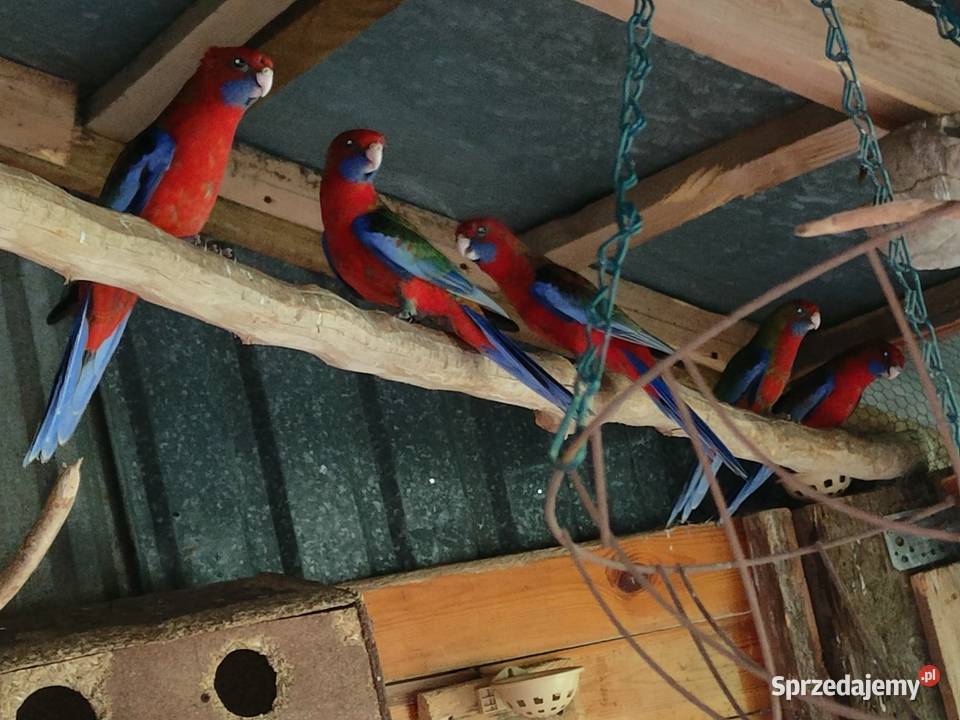 Papugi rozelle królewskie z tego roku Rokiciny