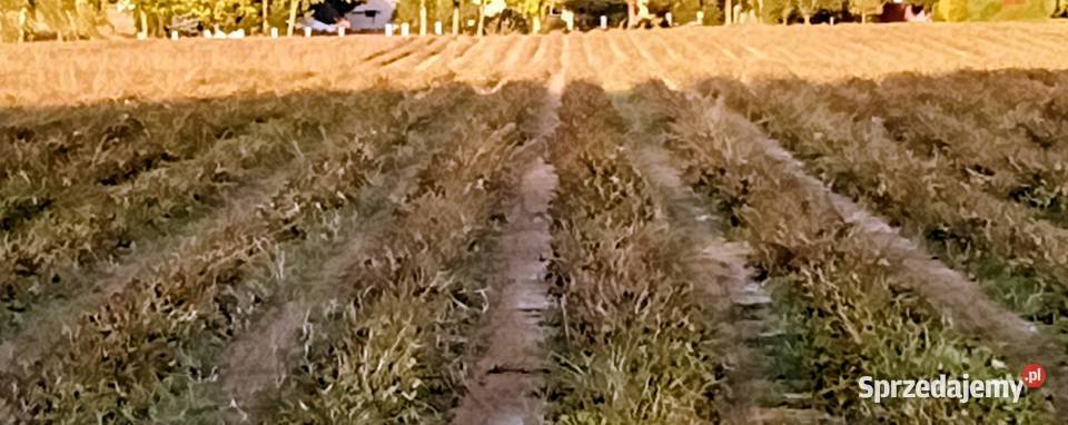 Jas karłowy suszarni i pod zasiew Pozostałe