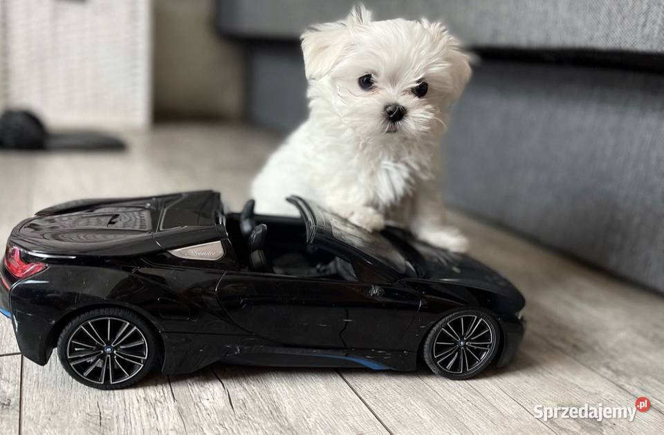 4 maltańczyki maltańczyk suczka z rodowodem Śrem