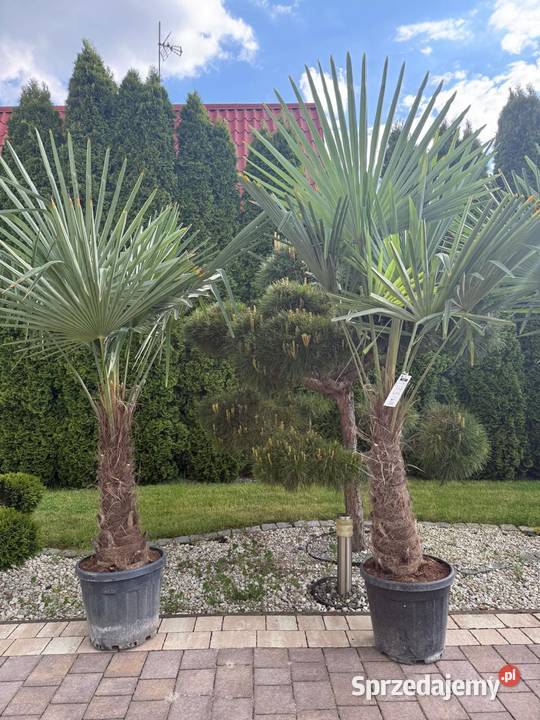 Palma Mrozoodporna Trachycarpus Fortunei Dudki