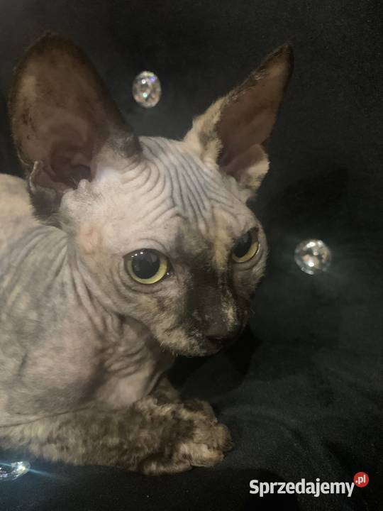 Sfinks Kanadyjski Diablica do odbioru tygryska Leszno