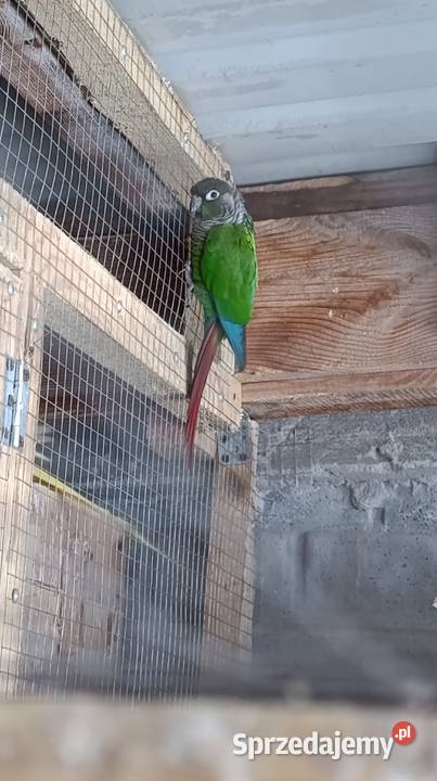Sprzedam papugi Świergotki seledynowe
