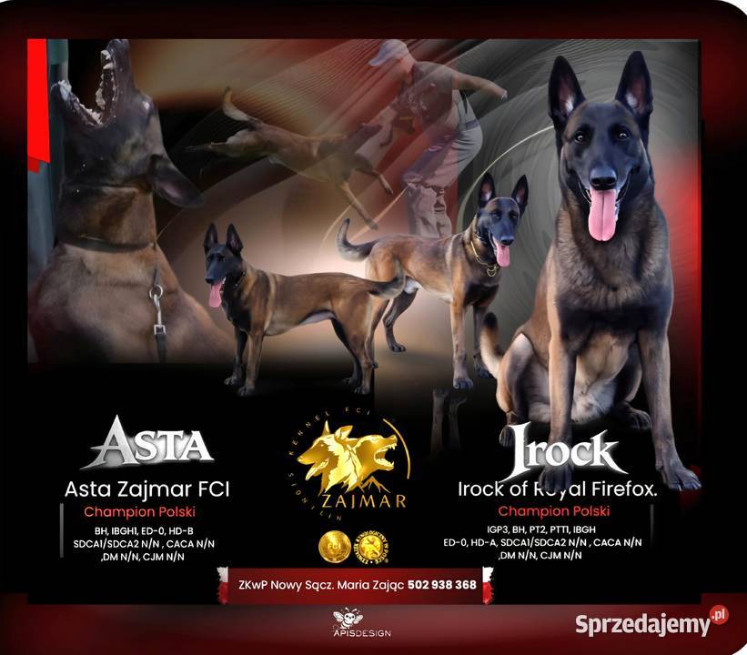 Owczarek belgijski Malinois FCI Zapowiedz miotu małopolskie Nowy Sącz