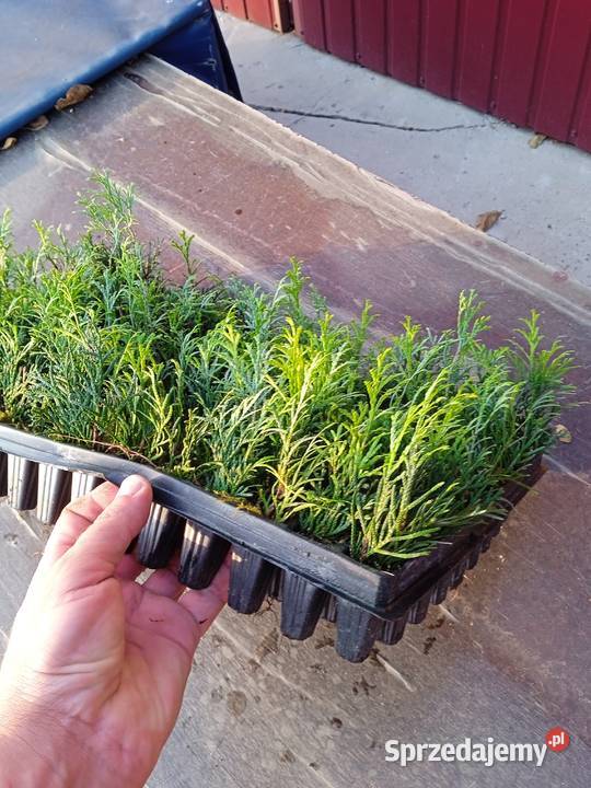 Tuja szmaragd multiplat