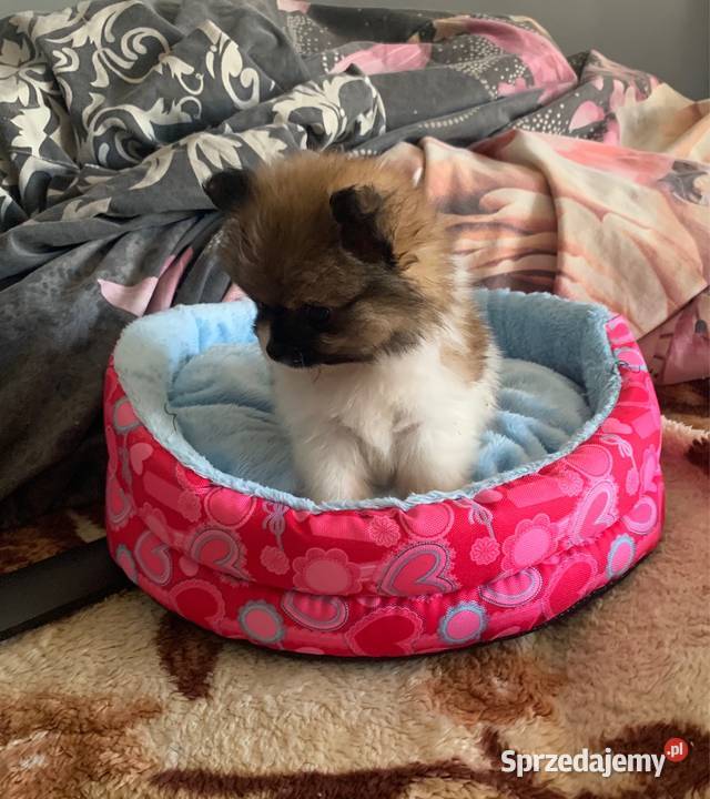 Szpic mini piesek pomeranian z rodowodem Stare Polesie