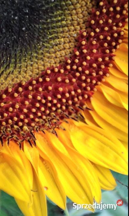 Kwiat słonecznika toio Trzebnica