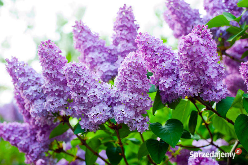 Bez lilakSyringa vulgarislilak pospolity Gdynia sprzedam