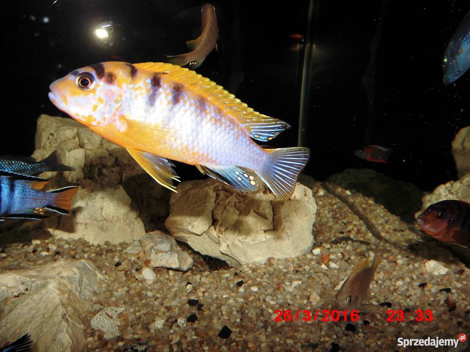 Pyszczaki Labidochromis Hongi Sweden Kraków sprzedam