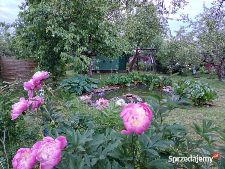 Działka ogrodowa SZAROTKA Ełk