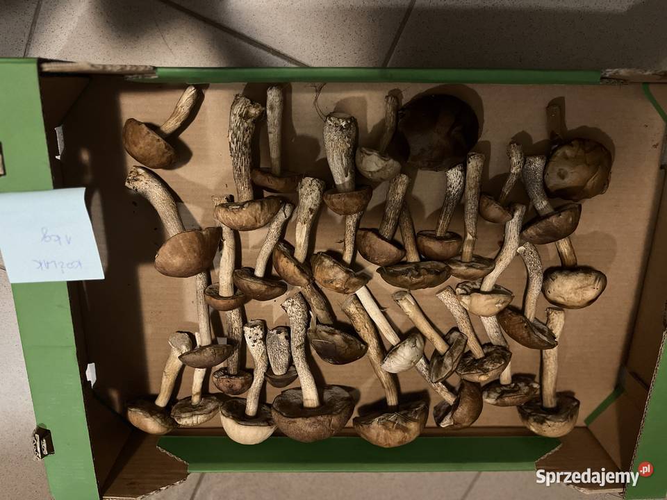 Grzyby Leśnictwo Wójtowo