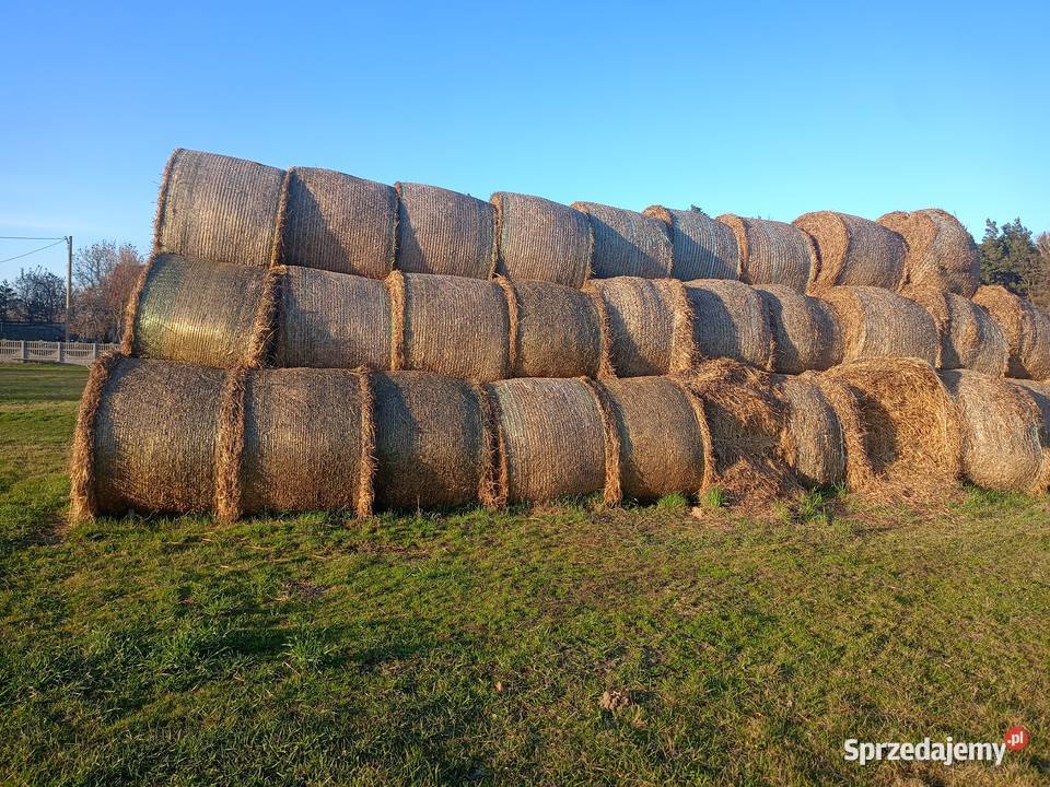 Słoma żytnia i owsiana 160 Nowa Kaźmierka sprzedam