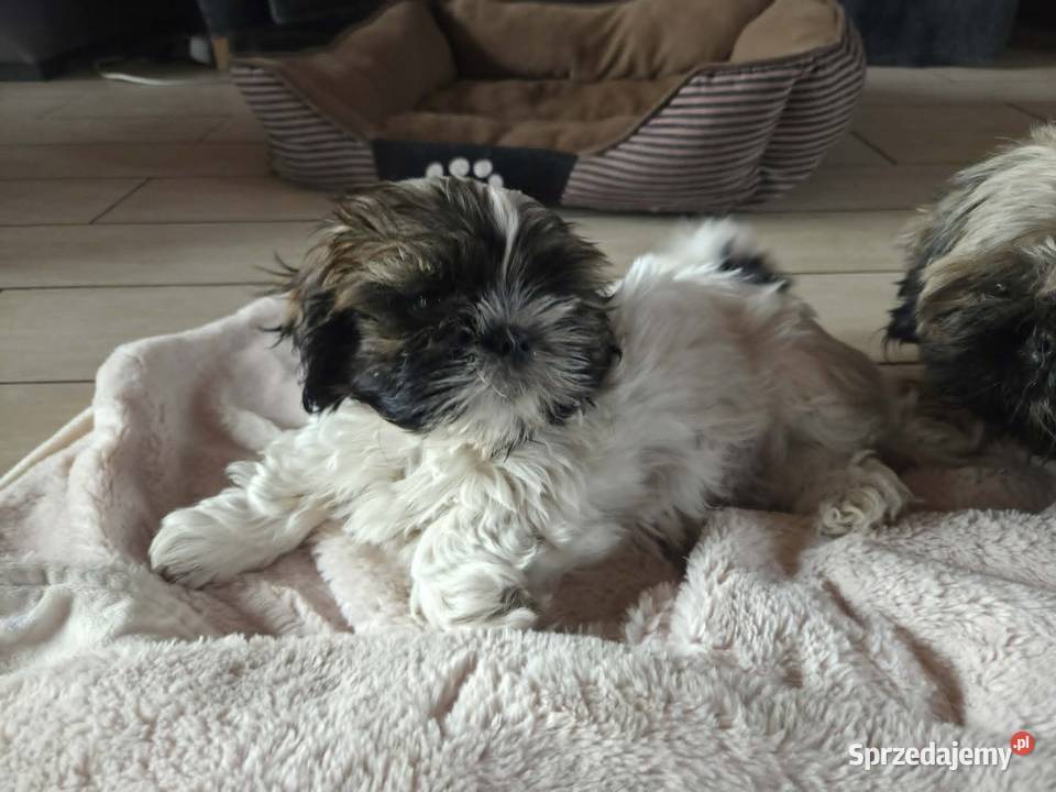 Sprzedam psa Shih tzu Nosów-Kolonie