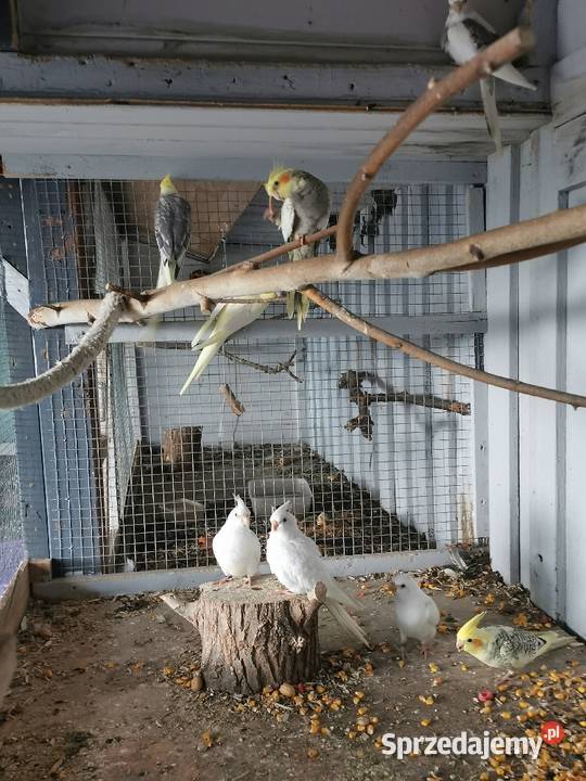 Ptaki z woliery zewnętrznej Maryszewice