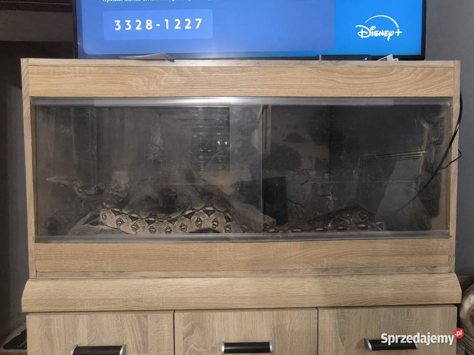 Boa Cesarski Boa imperator Terrarium Nysa