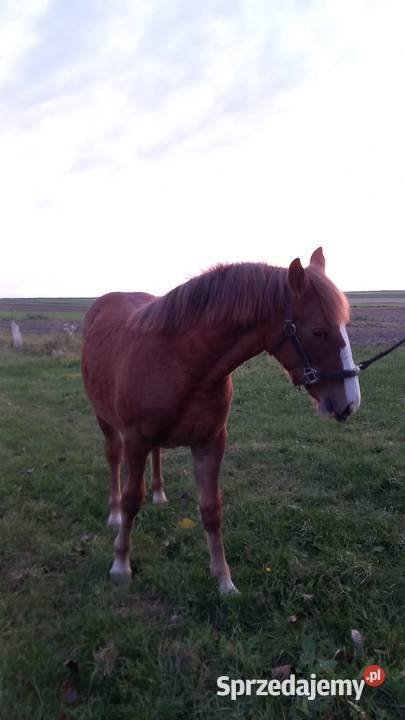 Źróbki roczne Konie lubelskie