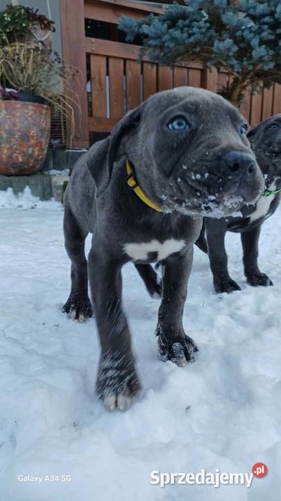 Cane Corso siczka Bychawa