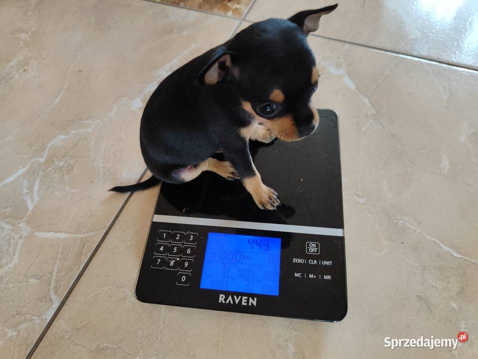 Pinczer ratlerek ratlerki miniaturka Wierzbica