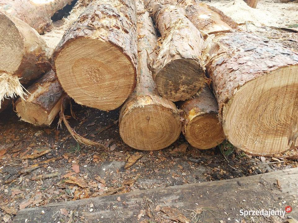 Sosna średnia I gruba Dom i Ogród