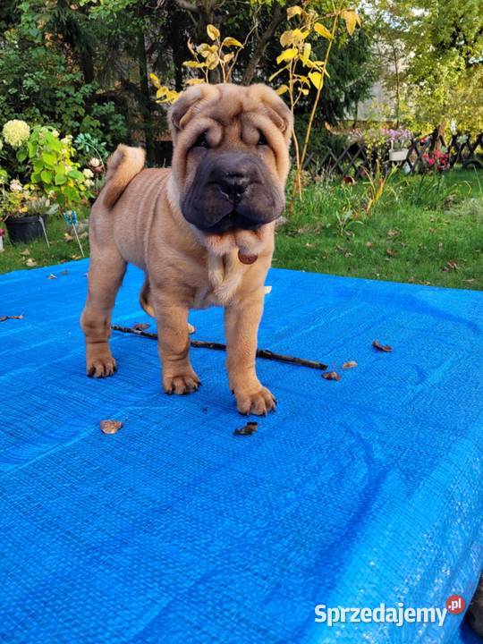 Shar Pei z Rodowodem ZKwP FCI sprzedam