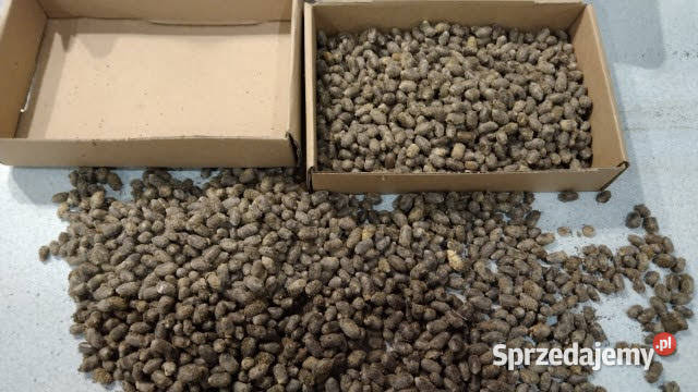 Pszczoła murarka kokony faktura VAT RR Nałęczów