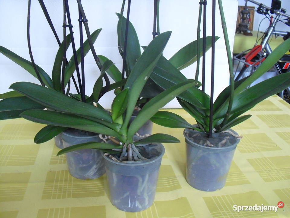 STORCZYKI Bielawa sprzedam