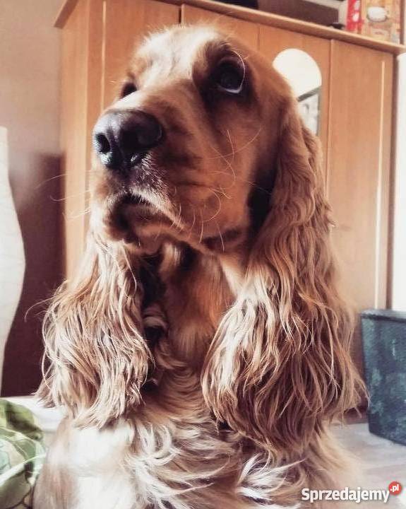 Reproduktor Cocker Spaniel Psy mazowieckie
