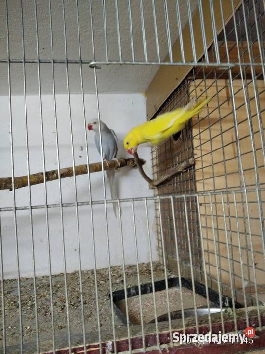 Aleksandertta obrożna sprzedam Ptaki Świerklany