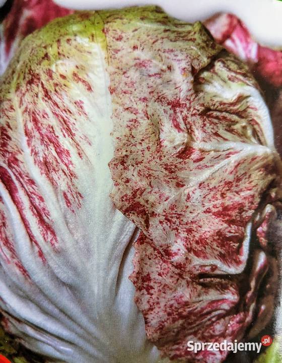 Cykoria pikantna nasiona