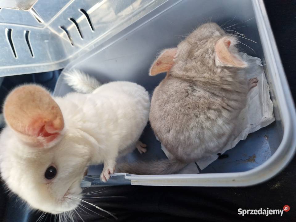 Szylki szynszyle chinchilla biała i beżowa