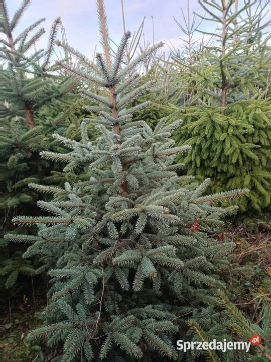 Sprzedam choinki świerk srebny i pospolity Świdnica