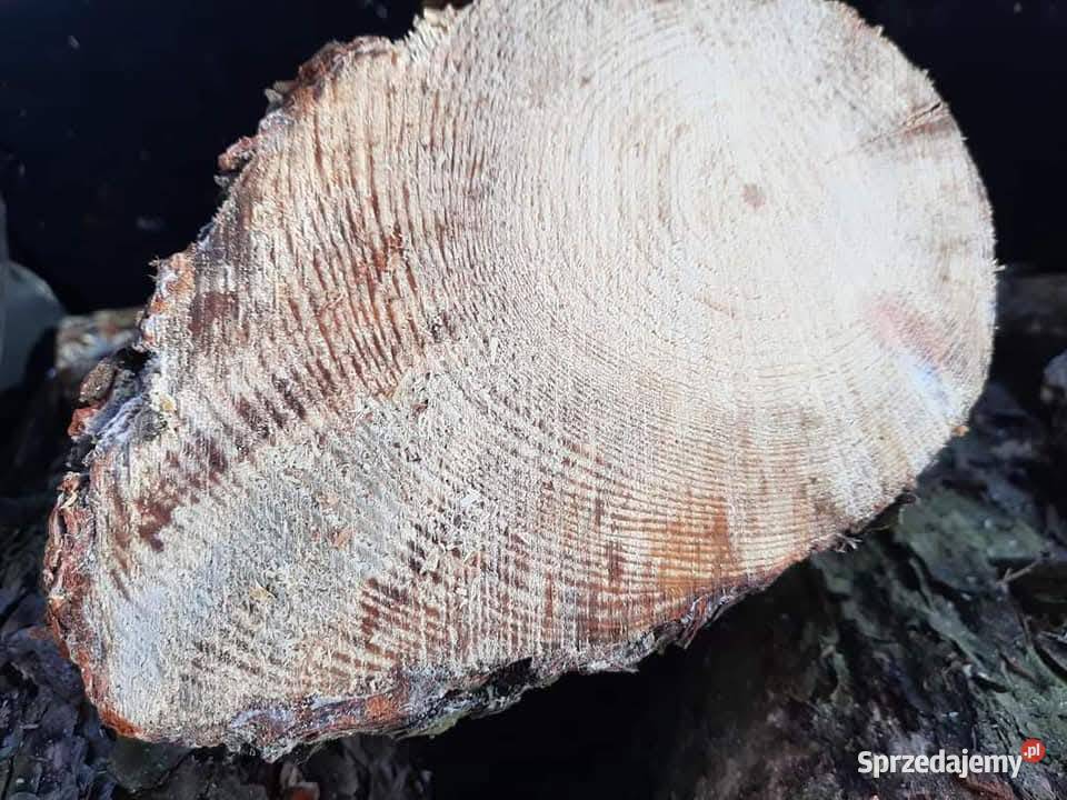 Naturalna Rozpałka Smolne szczapki Łuczyna sprzedam