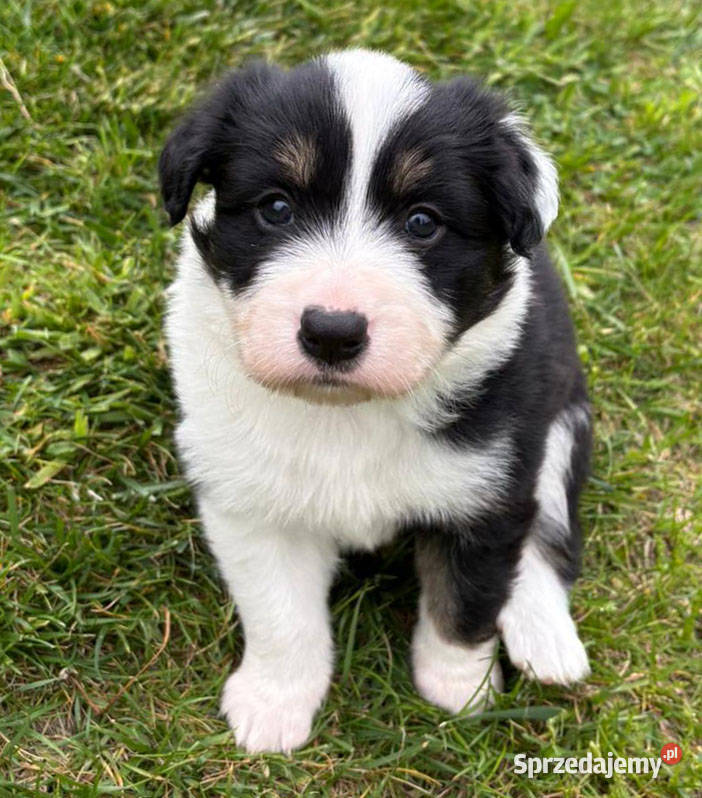 Border Collie piesek BAGI z hodowli NEGRESSE Pozostałe