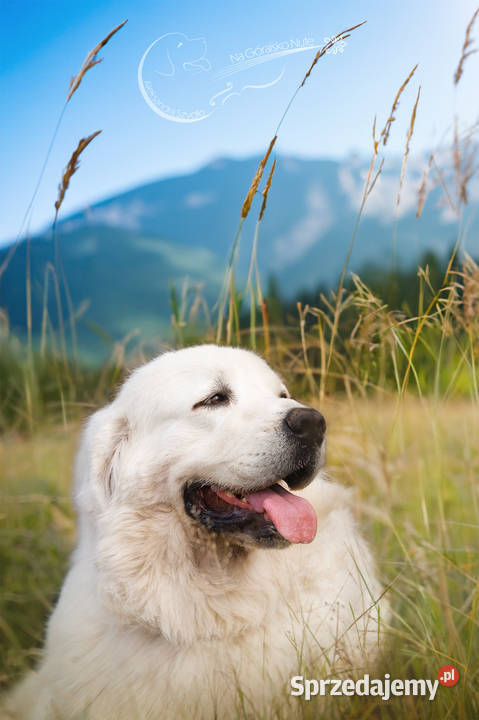 Owczarek podhalański Zabierzów
