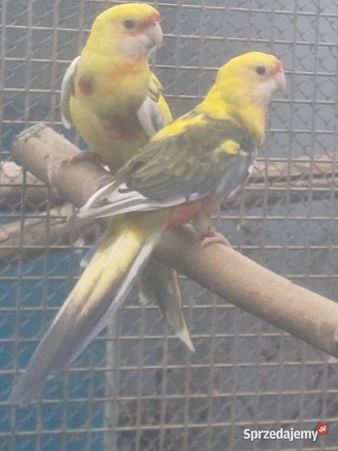Sprzedam papugi wielkopolskie Grodzisk Wielkopolski